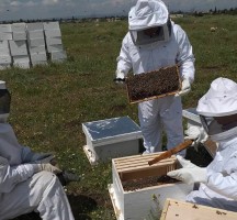 سوريا.. تصاعد إنتاج العسل مقابل انخفاض سعره