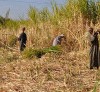 وزير الزراعة: مصر تمتلك مقومات زراعية وقرب تحقيق الاكتفاء الذاتي من المحاصيل السكرية