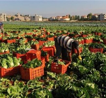 مصر .. 6 محاصيل زراعية حققت الاكتفاء الذاتي