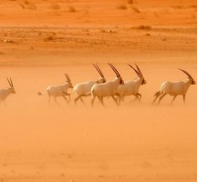 عقوبات الصيد الجائر في السعودية