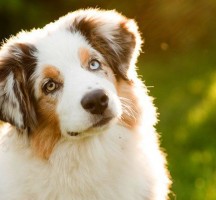 علماء: اكتشاف نوع جديد من فيروس كورونا يعتقد بأنه مصدره في الكلاب