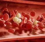 كم كمية الدم في جسم الإنسان