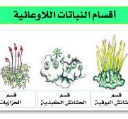 من النباتات اللاوعائية اللابذرية الحزازيات وحشيشة الكبد