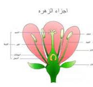 من اي اجزاء النبات تتكون البذور