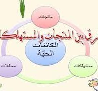 اي من العبارات الاتيه صحيحه فيما يخص الكائنات الحيه المنتجه