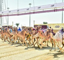 سباق الهجن في قطر