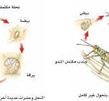 اي الحيوانات يمر بمرحلة التحول