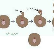 من خصائص التبرعم أن الأبناء