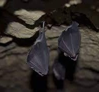 تتمكن الخفافيش من الطيران في الكهوف المظلمة دون الاصطدام بجدرانه لأنها تعتمد على ظاهرة