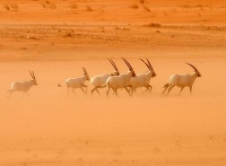 عقوبات الصيد الجائر في السعودية