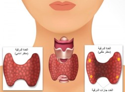 من خصائص الغدد جارات الدرقية