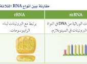 يسمى الجزء من ال dna المحمول على الكروموسوم والمسؤول عن تصنيع بروتين بالجين