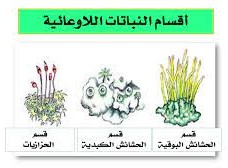 من النباتات اللاوعائية اللابذرية الحزازيات وحشيشة الكبد