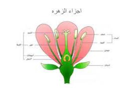 من اي اجزاء النبات تتكون البذور