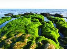 ما يميز الدياتومات عن غيرها من مجموعات الطحالب أن جدارها الخلوي مكون من السيلكا