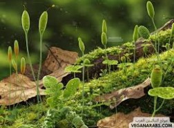 يعد تركيز النباتات الخضراء مشيرا جيدا لتوزيع المخلوقات على سطح الأرض