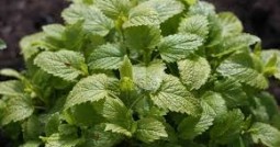 فوائد المليسة