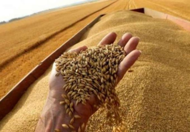 سعر اردب القمح ٢٠٢٣
