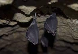 تتمكن الخفافيش من الطيران في الكهوف المظلمة دون الاصطدام بجدرانه لأنها تعتمد على ظاهرة