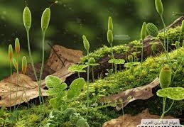 تركيز النباتات الخضراء