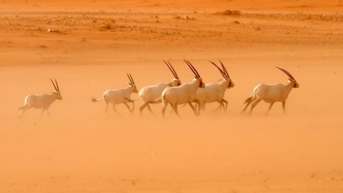 عقوبات الصيد الجائر في السعودية