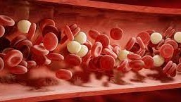 كم كمية الدم في جسم الإنسان