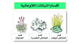 من النباتات اللاوعائية اللابذرية الحزازيات وحشيشة الكبد