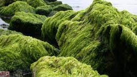 افسر سبب تصنيف بعض العلماء سابقا الطحالب ضمن المملكه النباتيه؟