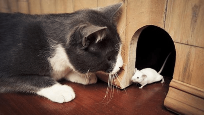 تفسير حلم القطط والفئران