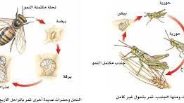 اي الحيوانات يمر بمرحلة التحول