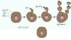 من خصائص التبرعم أن الأبناء ...