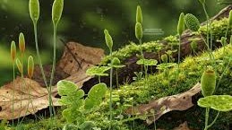 تركيز النباتات الخضراء